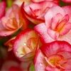 c_schoeder